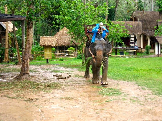 Elephant in the Elephant Village