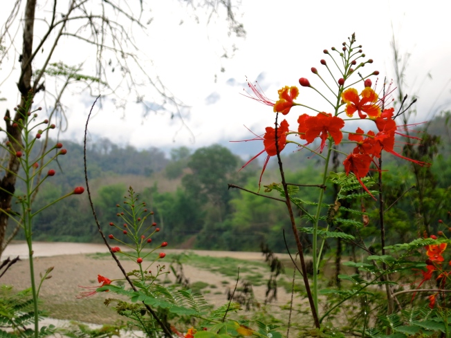 Pretty flowers by the river at the Elephant Village