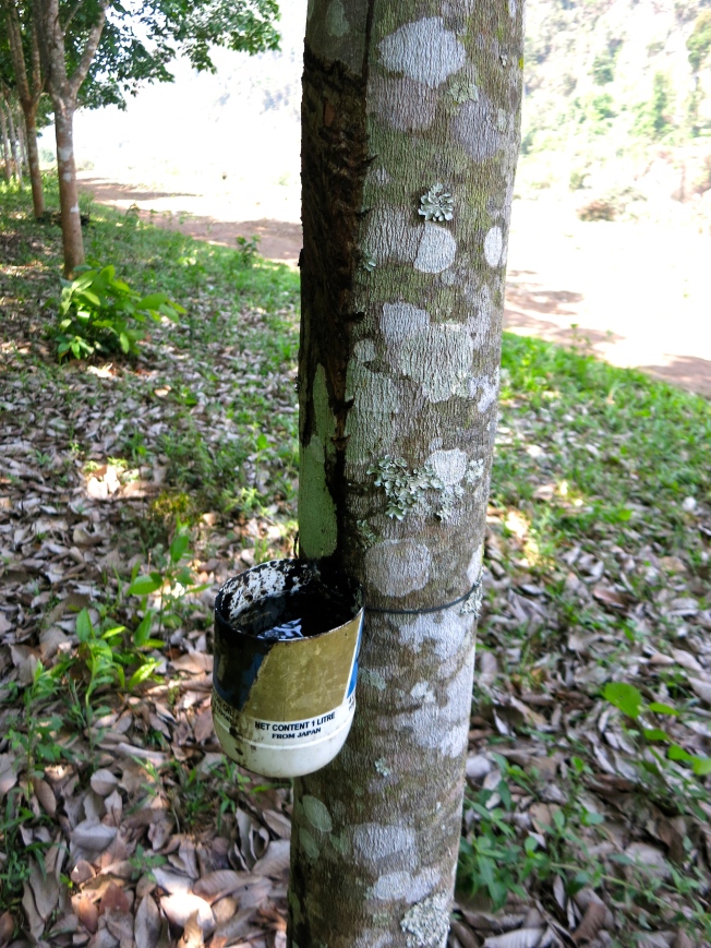 Rubber being collected from the rubber tree