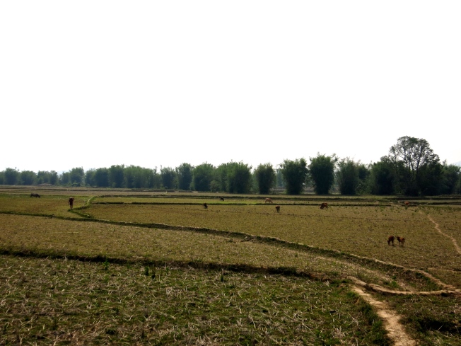 More rice paddies near Site 3